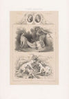 Alexandre-François Desportes & Jean-Baptiste Oudry – École Française (1850)