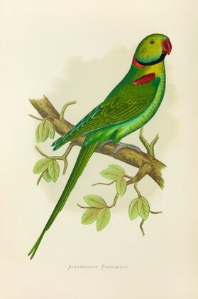 Alexandrine Parrakeet (1884-1887)