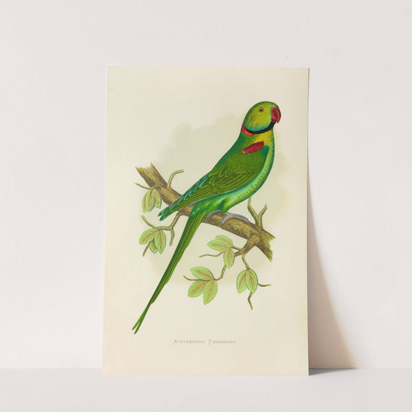 Alexandrine Parrakeet (1884-1887) by Alexander Francis Lydon