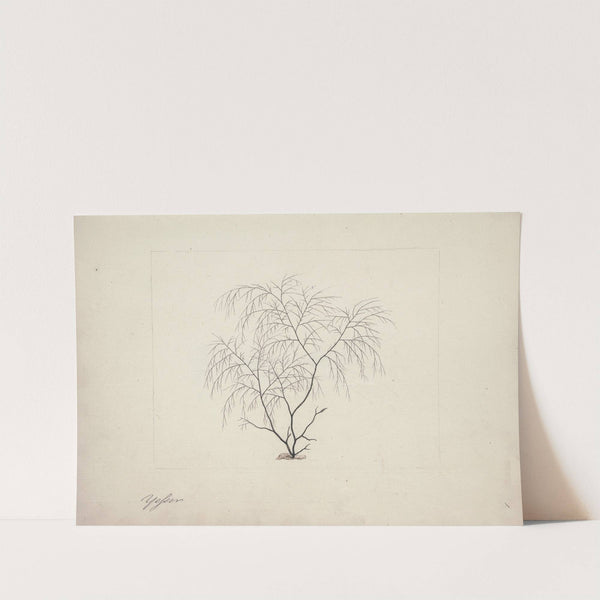 Alge indeterminate species (Seaweed) by Luigi Balugani