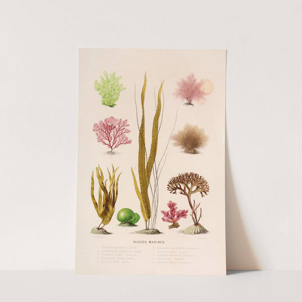 Algues marines (1866) by Alfred Frédol