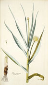 Alium ramosum