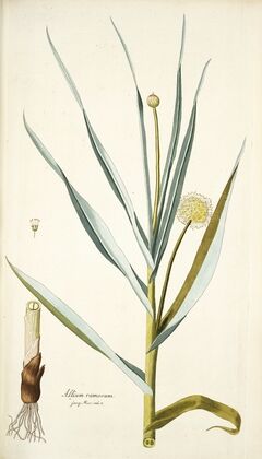 Alium ramosum