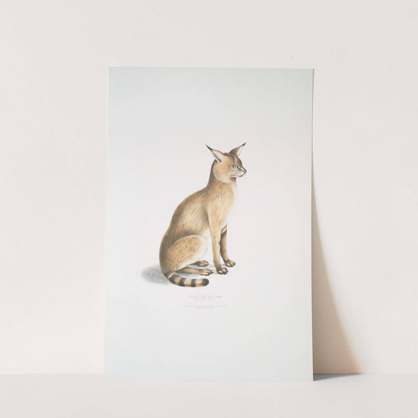 Allied Cat, Felis affinis by John Edward Gray