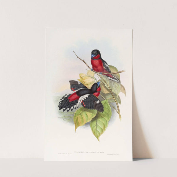 Allied Eurylaime by John Gould