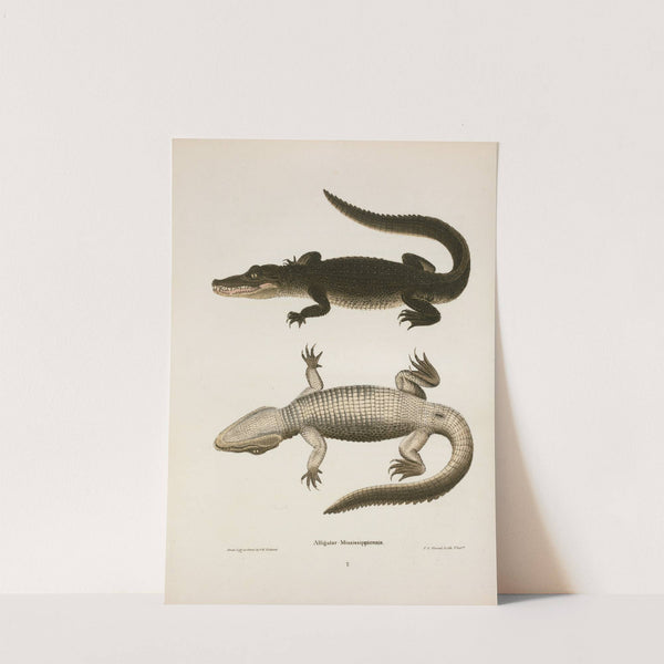 Alligator Mississippiensis. by John Edwards Holbrook