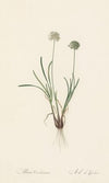 Allium carolinianum (1802-1816)