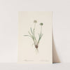 Allium carolinianum (1802-1816) by Pierre Joseph Redouté