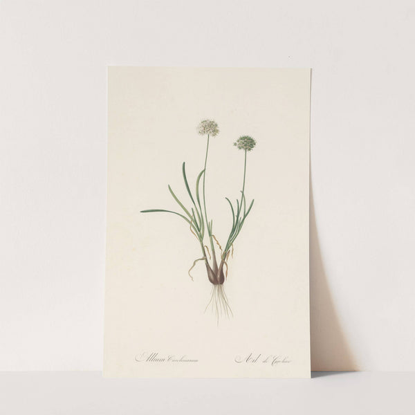 Allium carolinianum (1802-1816) by Pierre Joseph Redouté