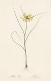 Allium flavum (1802-1816)