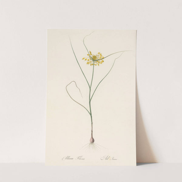 Allium flavum (1802-1816) by Pierre Joseph Redouté