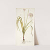 Allium illyricum by Nikolaus Joseph Freiherr von Jacquin