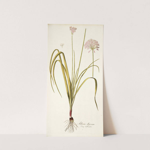 Allium illyricum by Nikolaus Joseph Freiherr von Jacquin