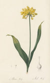 Allium Moly (1802-1816)
