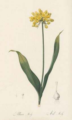 Allium Moly (1802-1816)