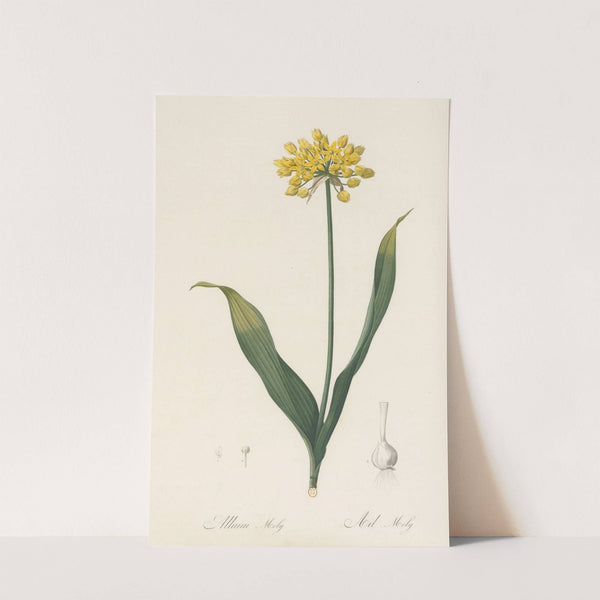 Allium Moly (1802-1816) by Pierre Joseph Redouté