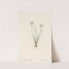 Allium moschatum (1802-1816) by Pierre Joseph Redouté