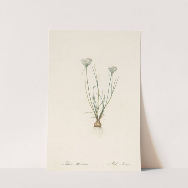 Allium moschatum (1802-1816) by Pierre Joseph Redouté