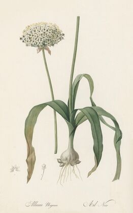 Allium nigrum (1802-1816)