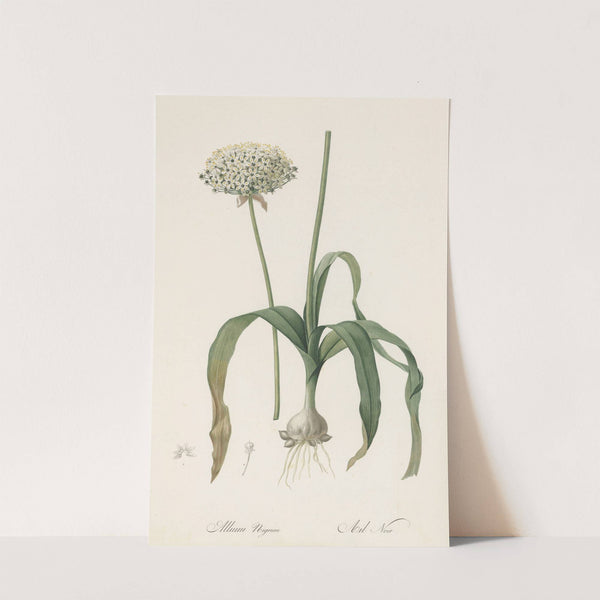 Allium nigrum (1802-1816) by Pierre Joseph Redouté