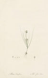 Allium obtusiflorum (1802-1816)