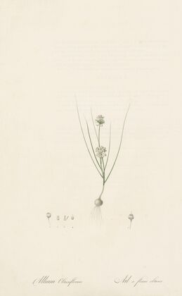 Allium obtusiflorum (1802-1816)