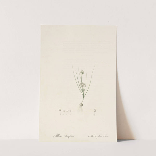 Allium obtusiflorum (1802-1816) by Pierre Joseph Redouté
