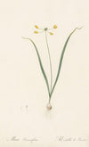Allium scorzoneraefolium (1802-1816)