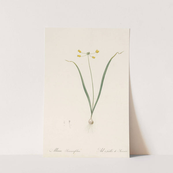Allium scorzoneraefolium (1802-1816) by Pierre Joseph Redouté