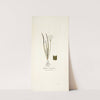 Allium striatum by Nikolaus Joseph Freiherr von Jacquin