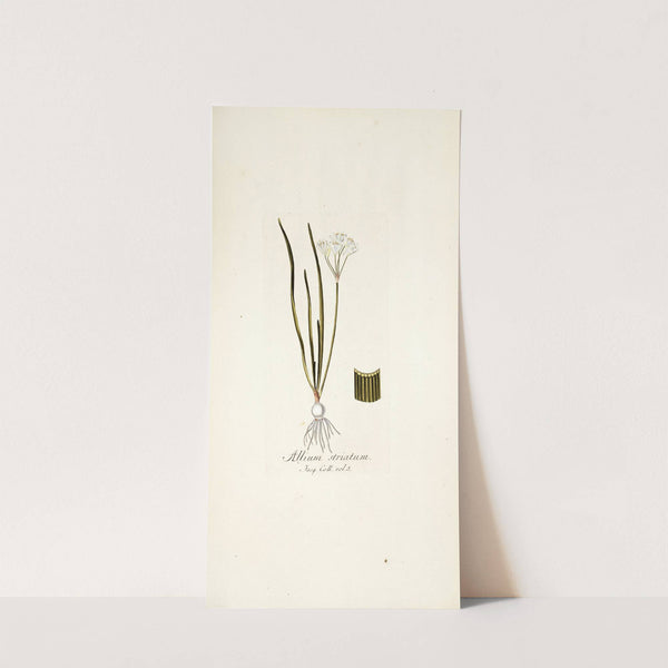Allium striatum by Nikolaus Joseph Freiherr von Jacquin