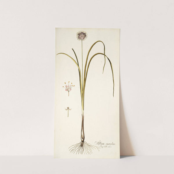 Allium suaveolens by Nikolaus Joseph Freiherr von Jacquin