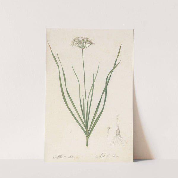 Allium tartaricum (1802-1816) by Pierre Joseph Redouté