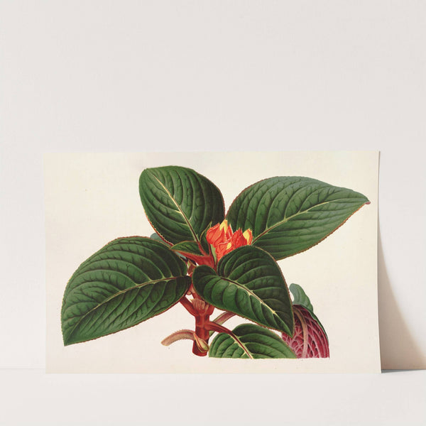 Alloplectus Zamorensis by Charles Antoine Lemaire