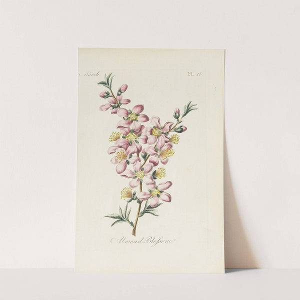 Almond blossom by Carington Bowles