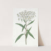 Almond-leaved Aster by Sydenham Edwards