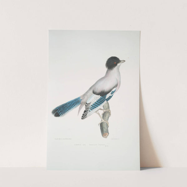 Almorah Jay, Garrulus Vigorsii. by John Edward Gray