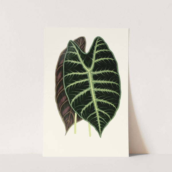 Alocasia Lowii by Edward Joseph Lowe