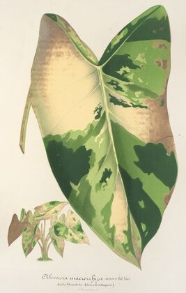 Alocasia macrorrhiza, var. foliis variegatis