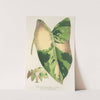 Alocasia macrorrhiza, var. foliis variegatis by Charles Antoine Lemaire