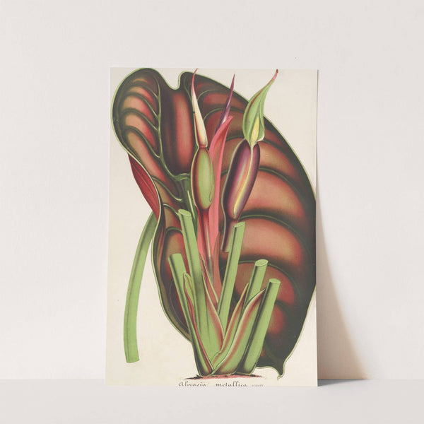 Alocasia metallica by Charles Antoine Lemaire