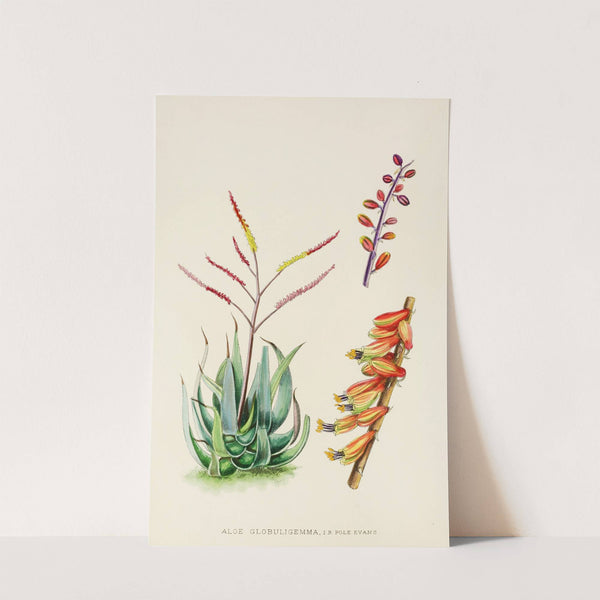 Aloe Globuligemma (1921) by Illtyd Buller Pole-Evans