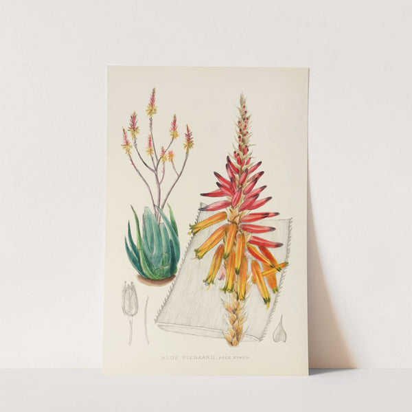 Aloe Pienaarii by Illtyd Buller Pole-Evans