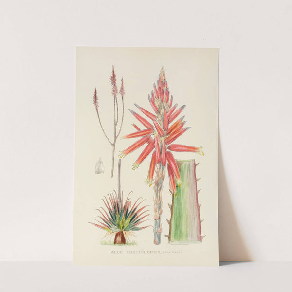 Aloe Pretoriensis by Illtyd Buller Pole-Evans