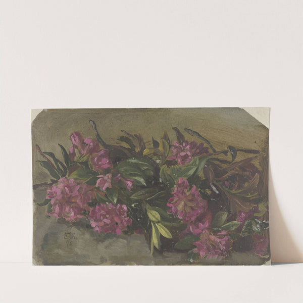 Alpenroses by Cella Thoma