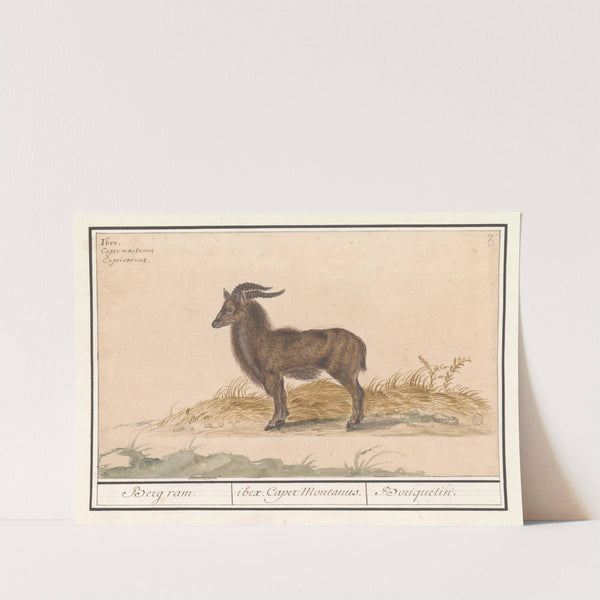 Alpensteenbok (Capra ibex) Berg ram. ibex Caper Montanus. Bouquetin (1596-1610) by Anselmus Boëtius de Boodt