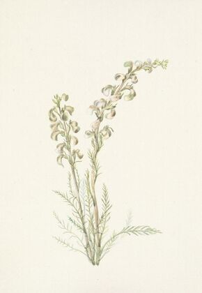 Fringetree. Chionanthus virginica