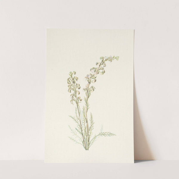 Alpine Femleaf. Pedicularis contorta (1925) by Mary Vaux Walcott