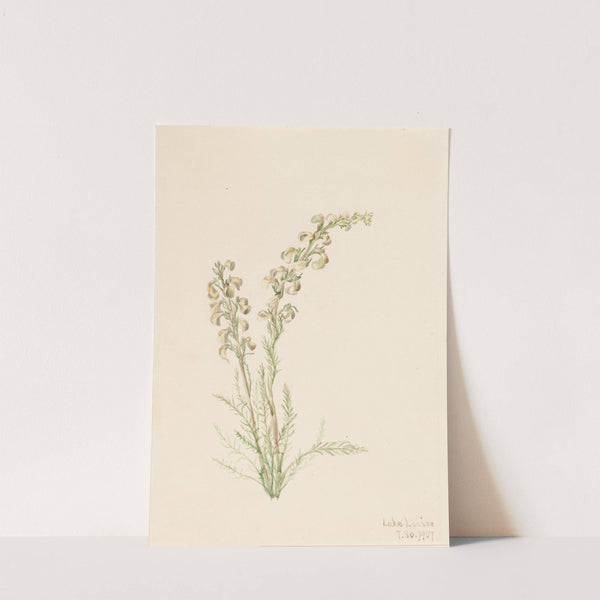 Alpine Fernlife (Pedicularis contorta) (1907) by Mary Vaux Walcott