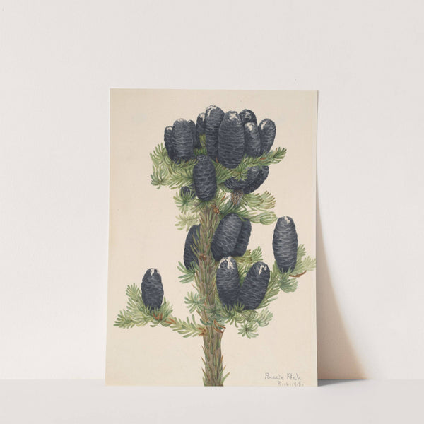 Alpine Fir (Abies lasiocarpa) (1918) by Mary Vaux Walcott